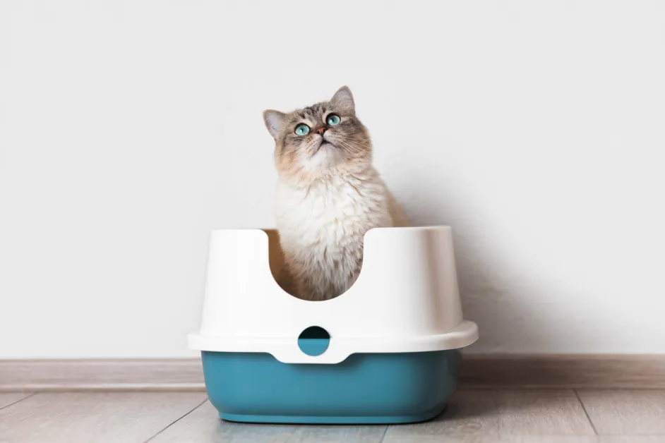 Category ทรายแมว Category ทรายแมว