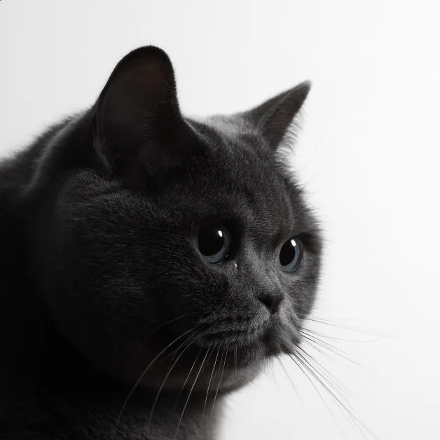 ด้านข้างแมวเทาน่ารัก