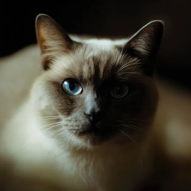 แมวไทยวิเชียร์มาศมองคุณ