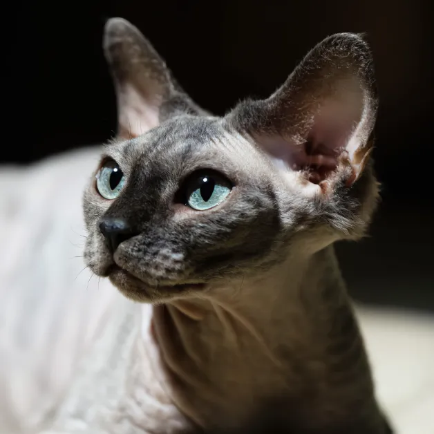 แมวรวม (90)