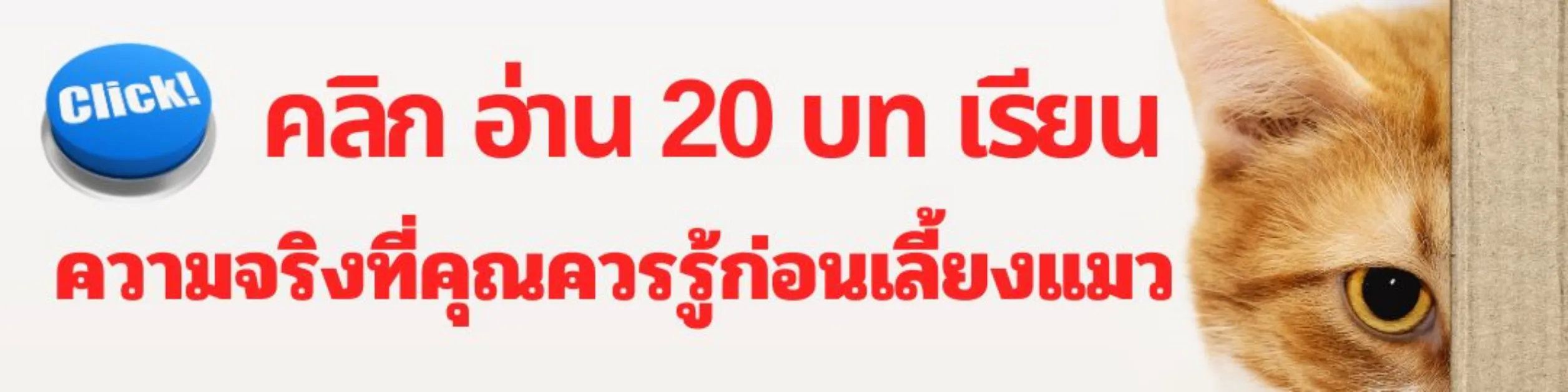บทเรียนเรื่องแมว บทเรียนเรื่องแมว