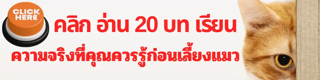 20 บทเรียน ก่อนเลี้ยง แมว 20 บทเรียน ก่อนเลี้ยง แมว