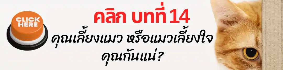 บทที่ 14 คุณเลี้ยงแมว หรือแมวเลี้ยงใจคุณกันแน่ บทที่ 14 คุณเลี้ยงแมว หรือแมวเลี้ยงใจคุณกันแน่