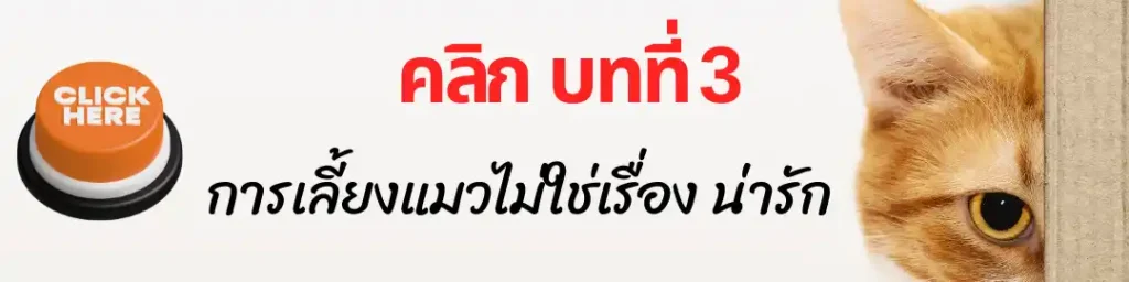 บทที่ 3 การเลี้ยงแมวไม่ใช่เรื่องน่ารัก