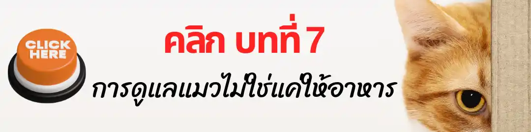 บทที่ 7 การดูแลแมวไม่ใช่แค่ให้อาหาร บทที่ 7 การดูแลแมวไม่ใช่แค่ให้อาหาร