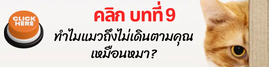 บทที่ 9 ทำไมแมวถึงไม่เดินตามคุณเหมือนหมา บทที่ 9 ทำไมแมวถึงไม่เดินตามคุณเหมือนหมา
